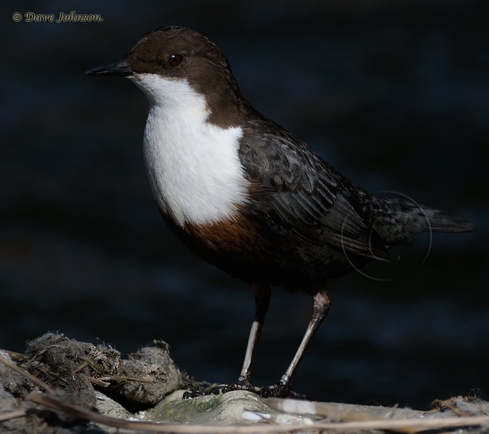 Dipper