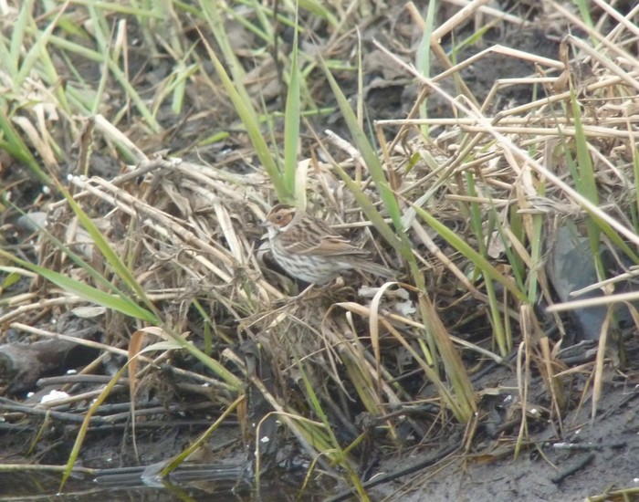 Little Bunting