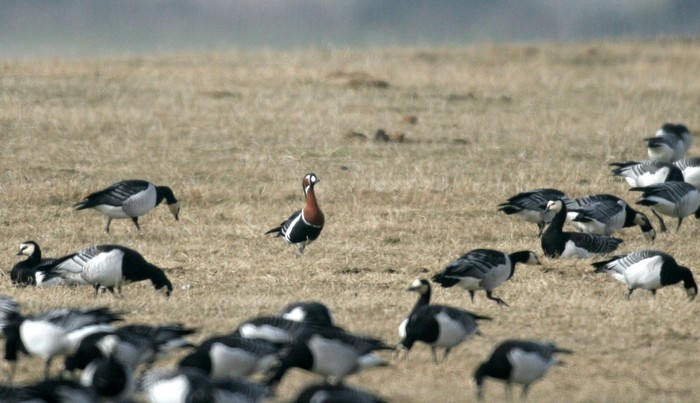 Red-breasted Goose