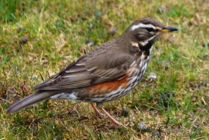 Redwing