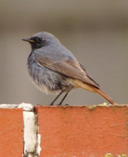 Black Redstart