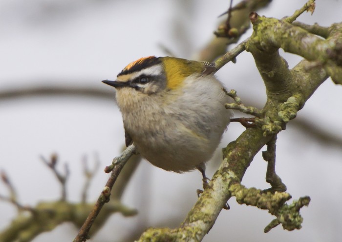 Firecrest