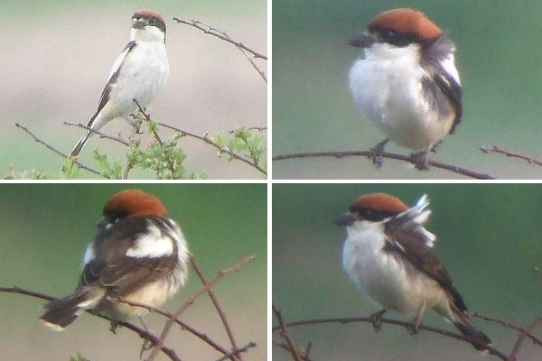 Balearic Woodchat Shrike