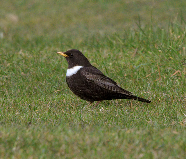 Ring Ouzel