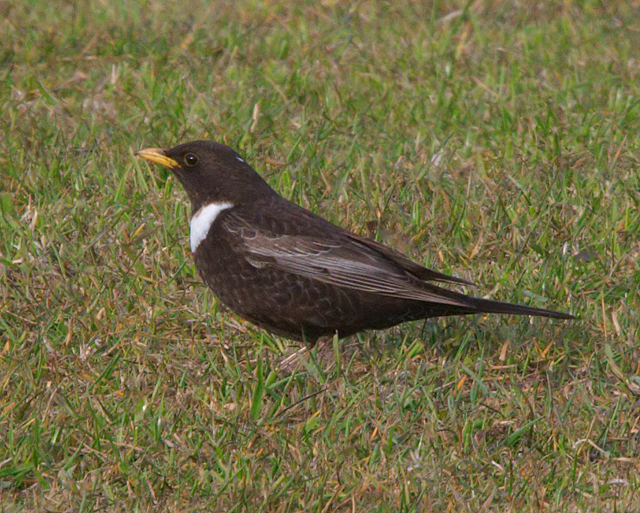 Ring Ouzel