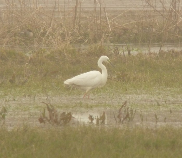 Great White Egret