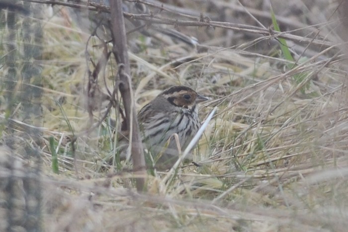 Little Bunting