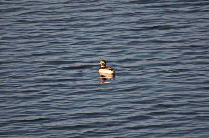 Long-tailed Duck