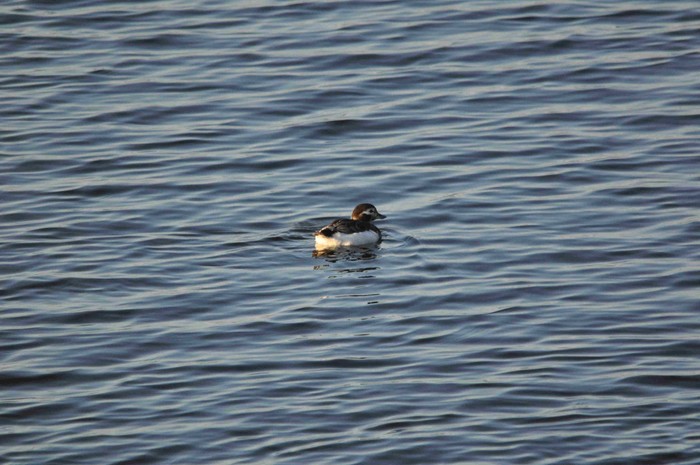 Long-tailed Duck