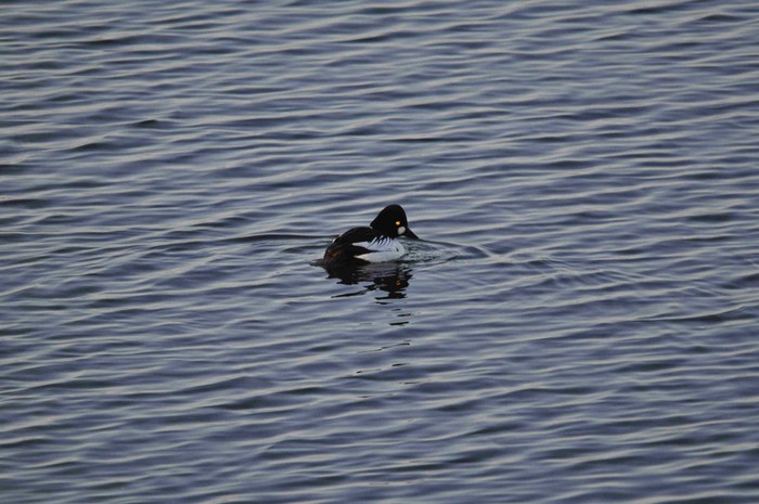 Goldeneye