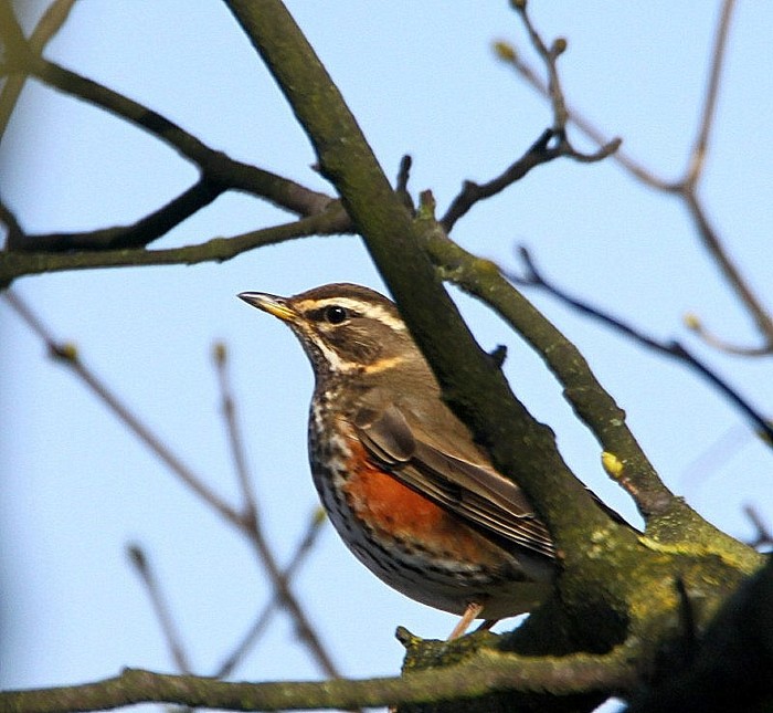 Redwing