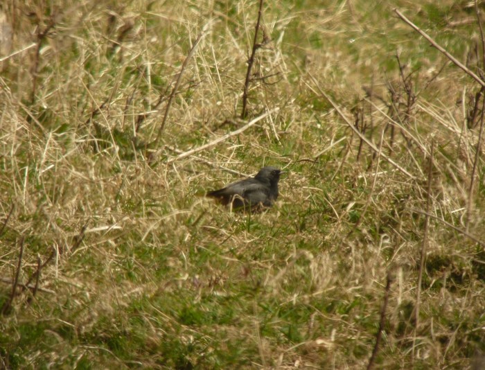 Black Redstart