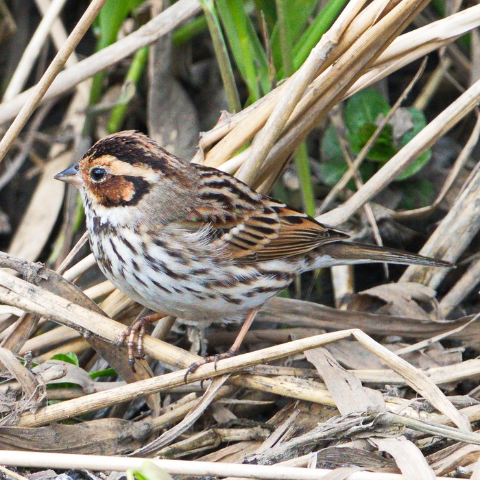 Little Bunting