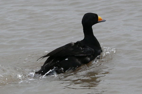 Black Scoter