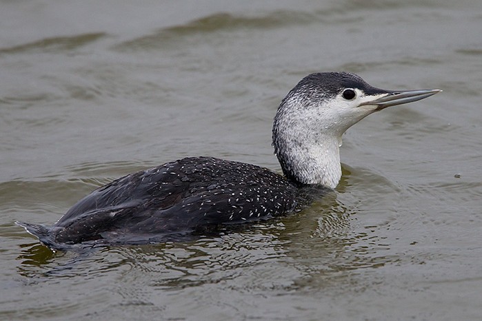 Red-throated Diver