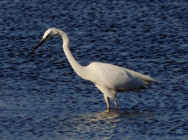 Great White Egret