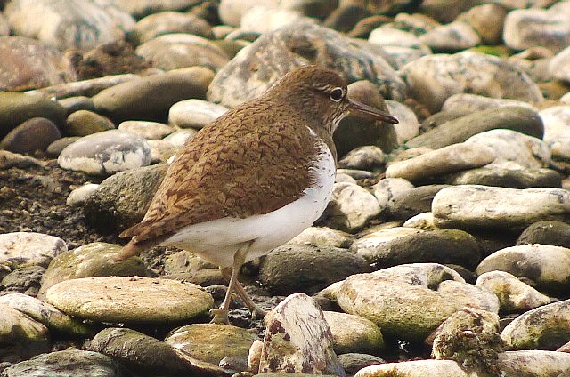 Common Sandpiper