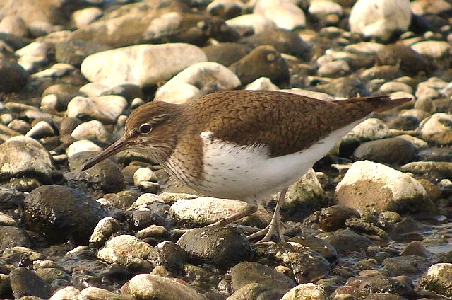 Common Sandpiper