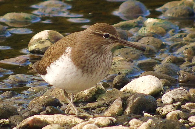Common Sandpiper