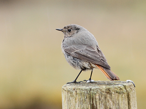 Black Redstart