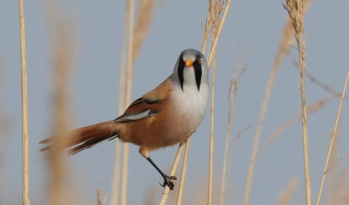 Bearded Tit