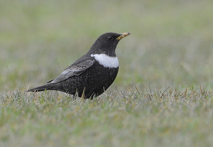 Ring Ouzel