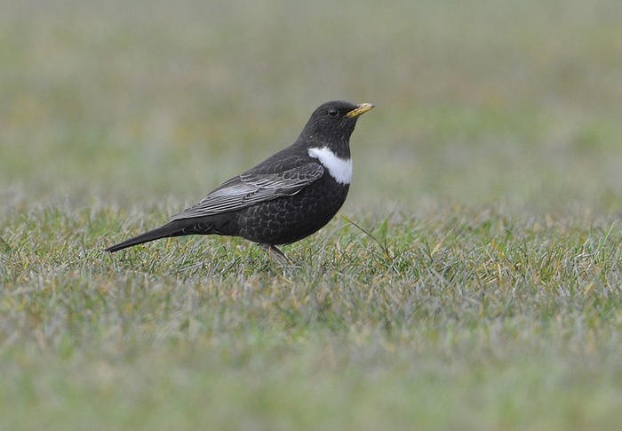 Ring Ouzel