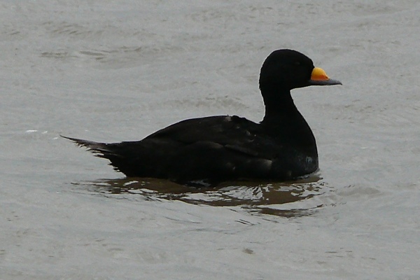 Black Scoter