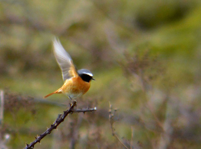 Redstart
