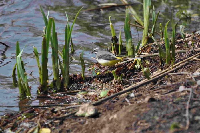 Grey Wagtail