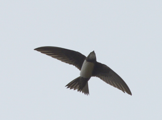 Alpine Swift