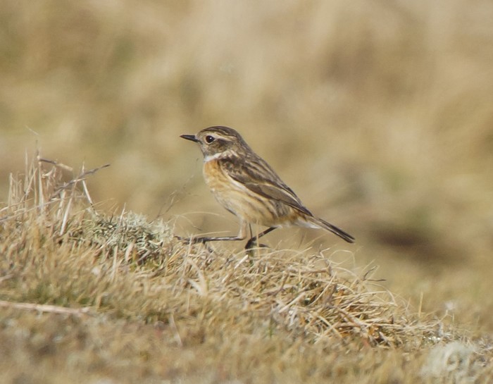 Whinchat