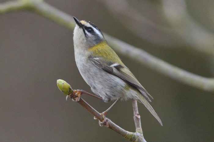 Firecrest