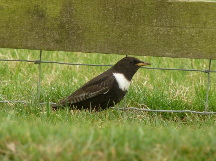 Ring Ouzel