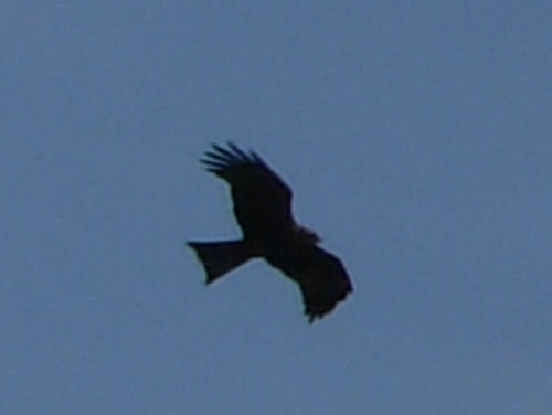 Black Kite