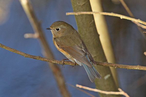 Red-flanked Bluetail