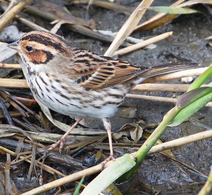 Little Bunting
