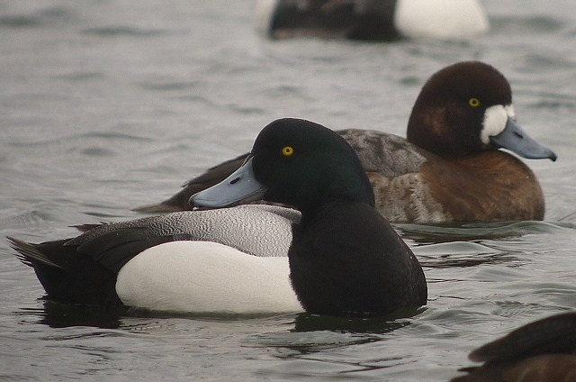 Scaup