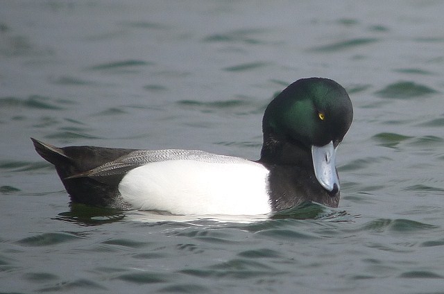 Scaup