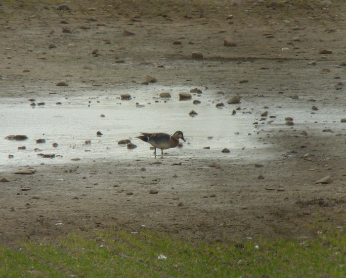 Baikal Teal