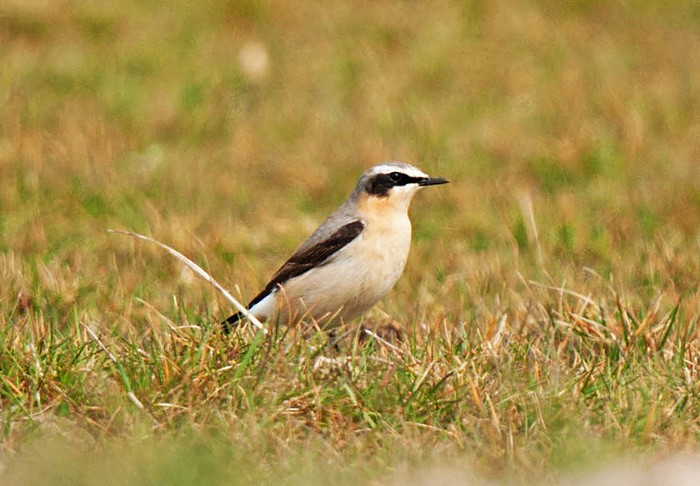 Wheatear