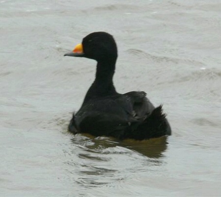 Black Scoter