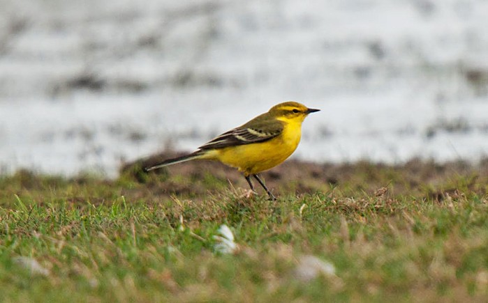 Yellow Wagtail