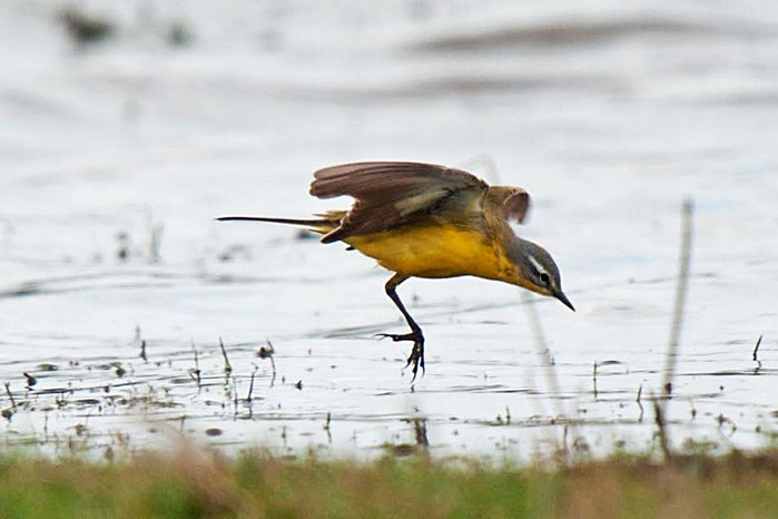 Blue-headed Wagtail