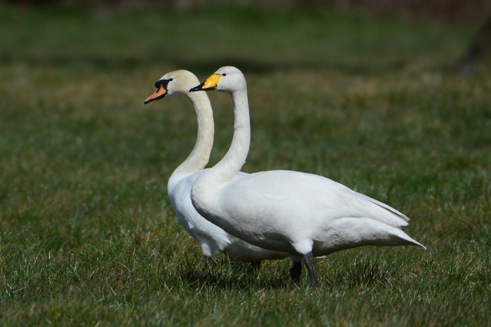 Whooper Swan