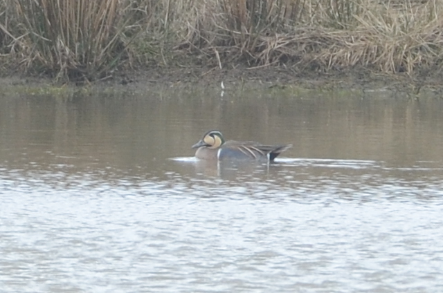 Baikal Teal