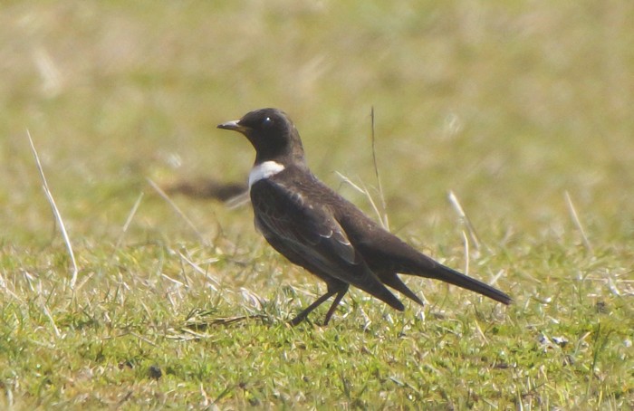 Ring Ouzel