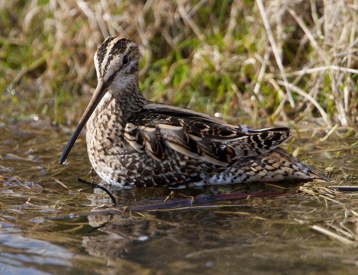 Snipe