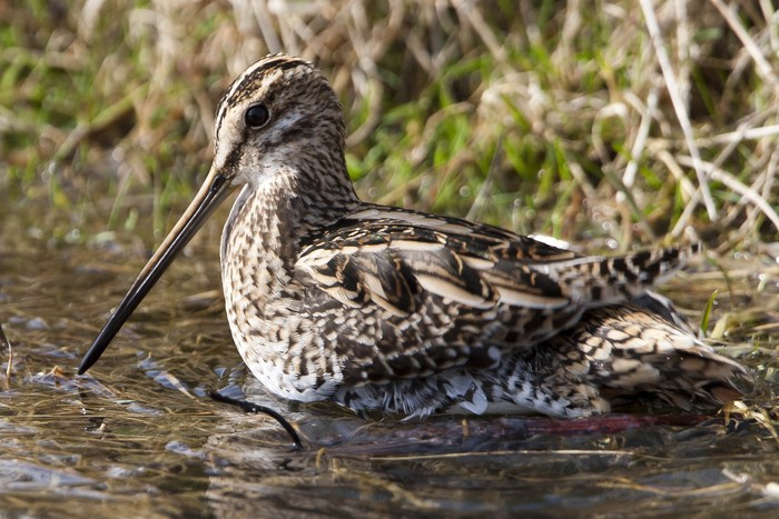 Snipe