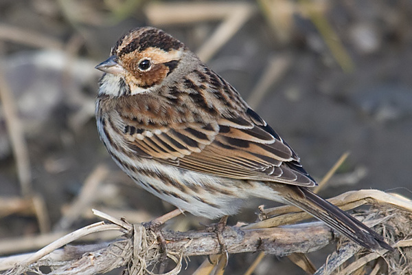 Little Bunting
